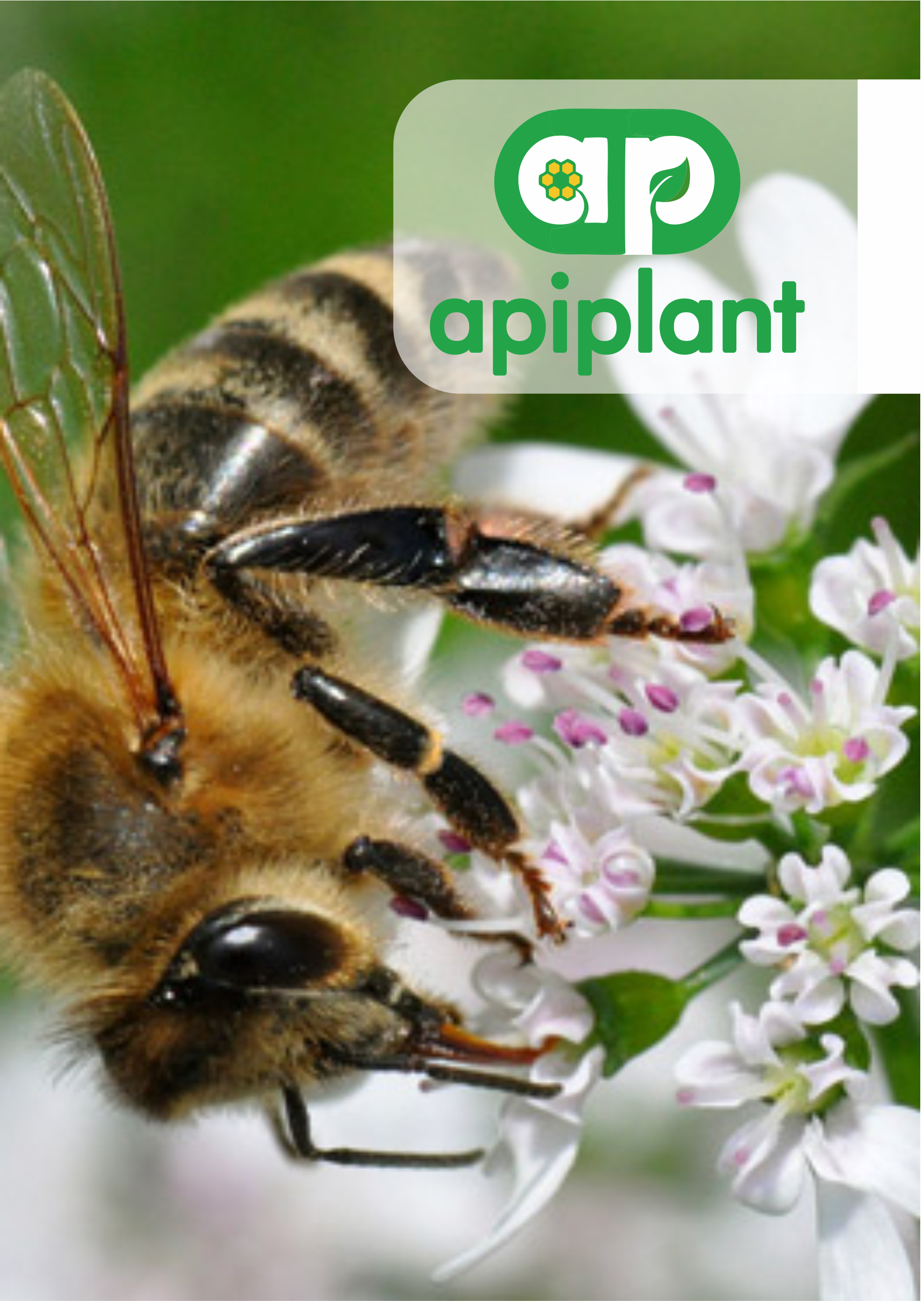 apiplant