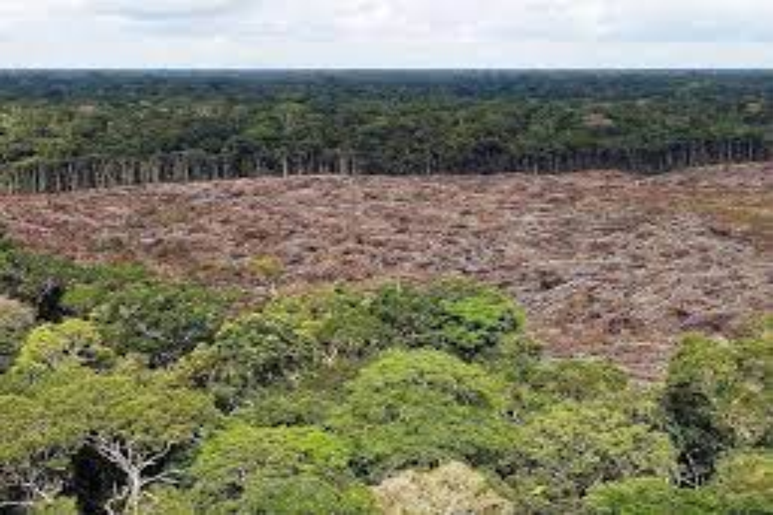 Un organism de supraveghere independent confirmă defrișările galopante din Amazonia