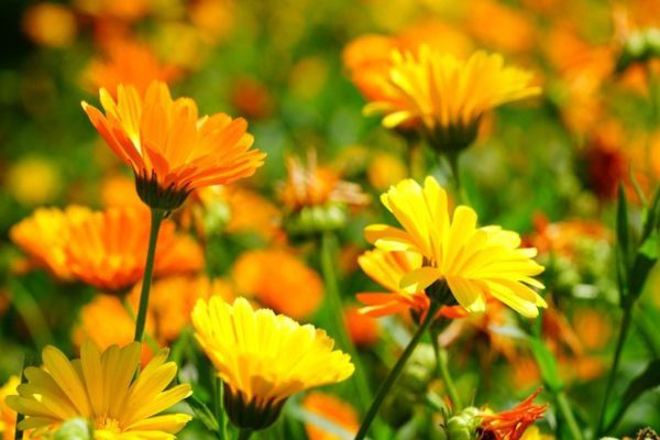 Plantele care ajută la tratarea psoriazisului