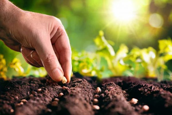 Ziua internațională a sănătății plantelor