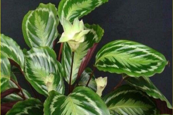 Ziua puterii plantelor