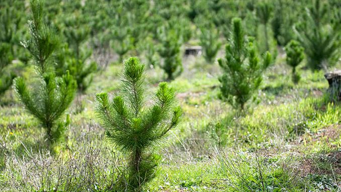 Comisia aprobă o schemă de ajutor de stat a României în valoare de 241 de milioane EUR pentru sprijinirea producătorilor agricoli
